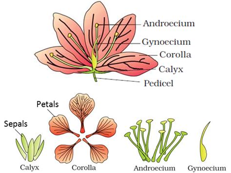 Morphology of Flowering Plants - Notes | Class 11 | Part 4: The Flower ...