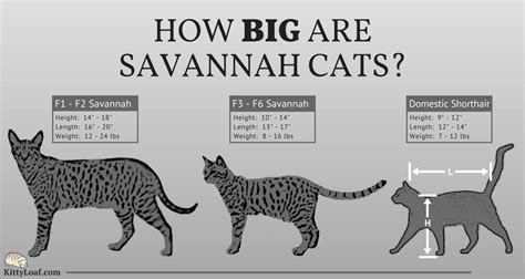 ThroneOfSavannahs | Om Savannah | Katt