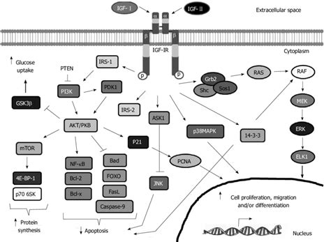 Insulin-like growth factor-I receptor signaling pathway. Insulin-like ...