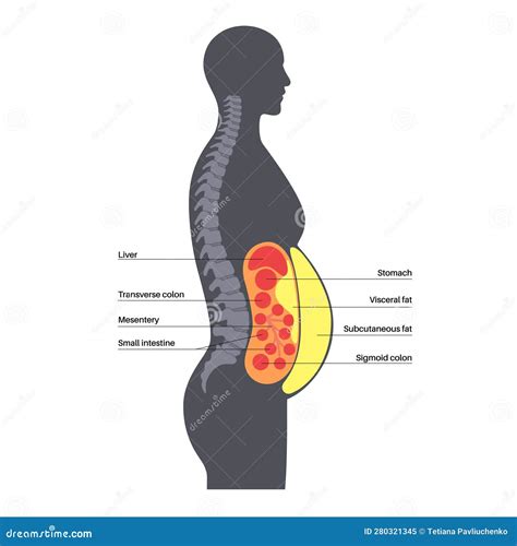 Visceral Fat Diagram Cartoon Vector | CartoonDealer.com #280620555