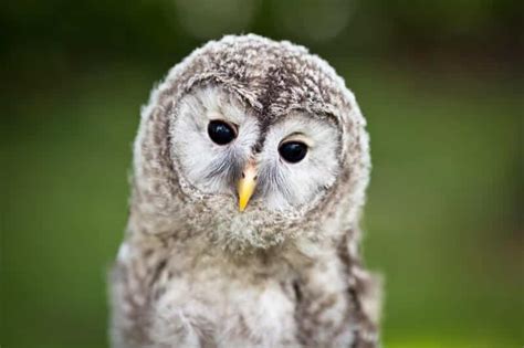 Forest Owlet: Why is it critically endangered?