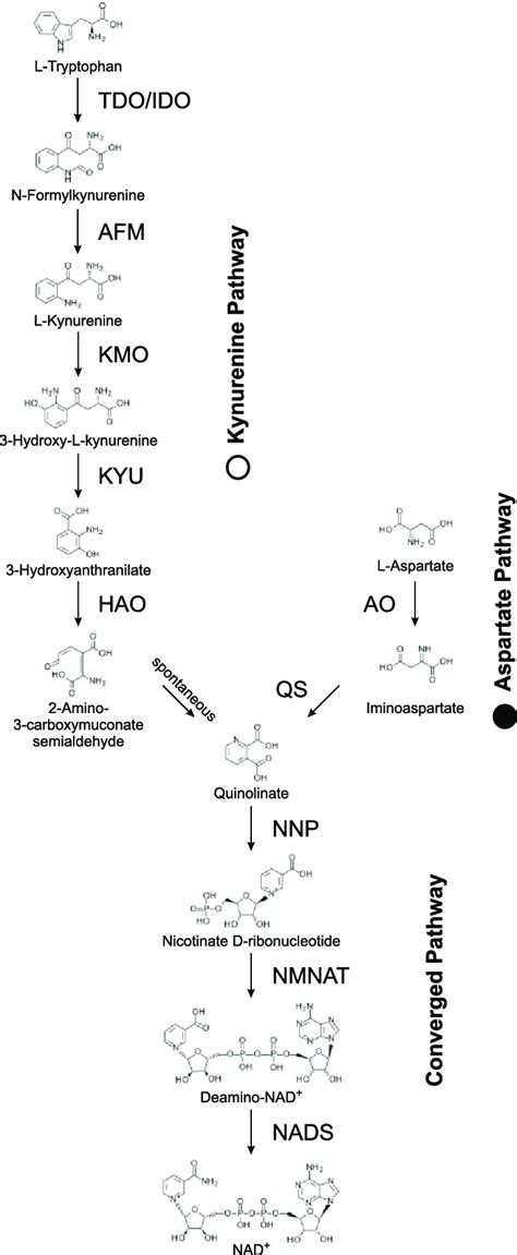 -De novo NAD + biosynthesis. The two different pathways for de novo NAD ...