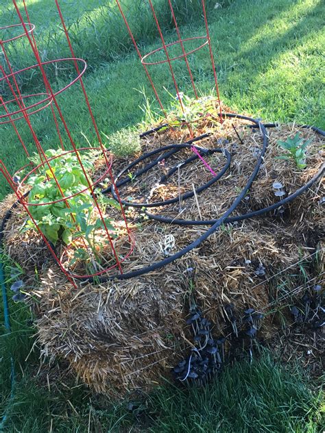 My hay bale garden Looking pretty good | Hay bale gardening, How to ...