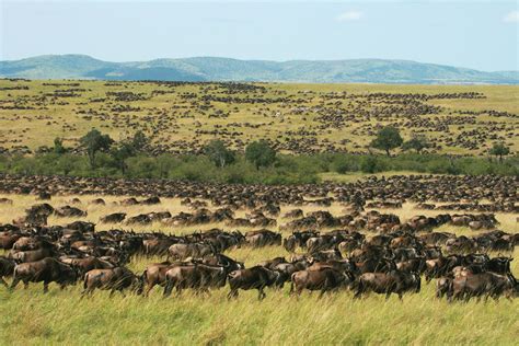 Massai Animals