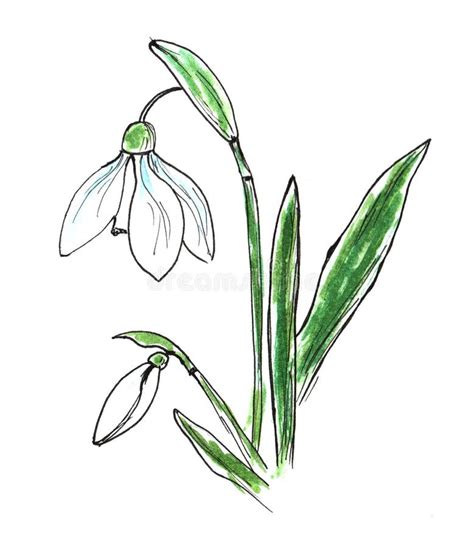 Beautiful Snowdrop with the Effect of a Watercolor Drawing. Isolated ...