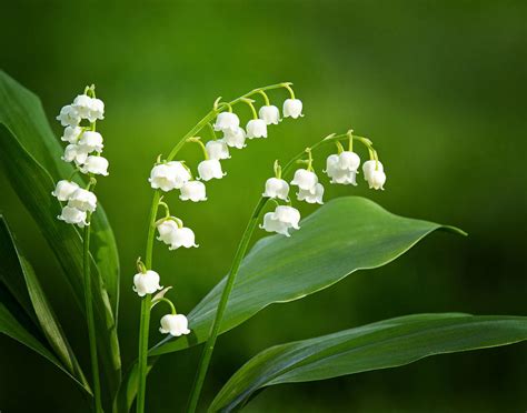 Lily of the Valley Photograph by Carolyn Derstine