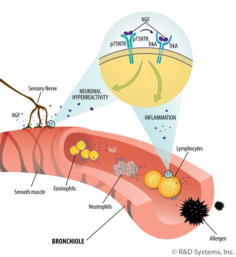 Nerve Growth Factor Receptors & Asthma: R&D Systems