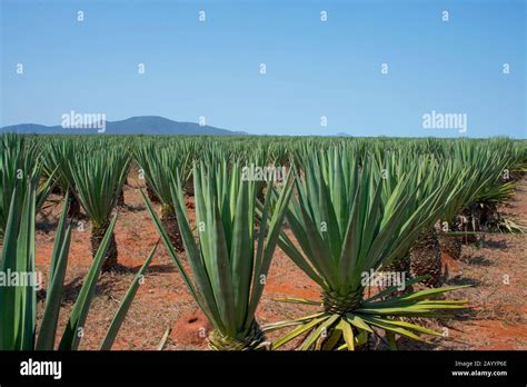 Sisal agave agave sisalana plantation hi-res stock photography and ...