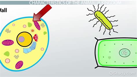Animalia Kingdom | Definition, Characteristics & Examples - Lesson ...