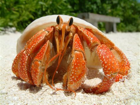 Types of Crabs: Learn all about the different crabs species.