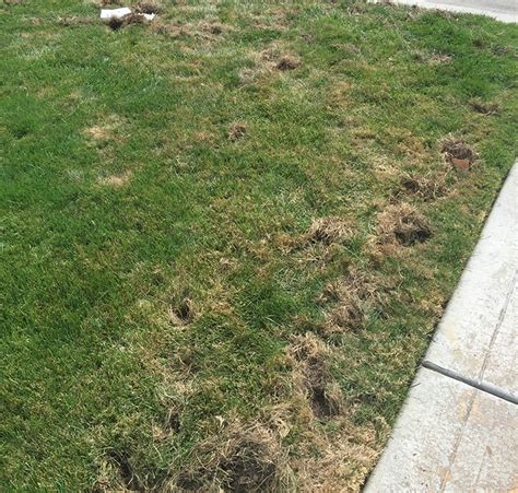 Sod webworms are a big problem for lawns well into the fall