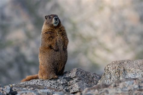 Wild Colorado - Fascination Wildlife