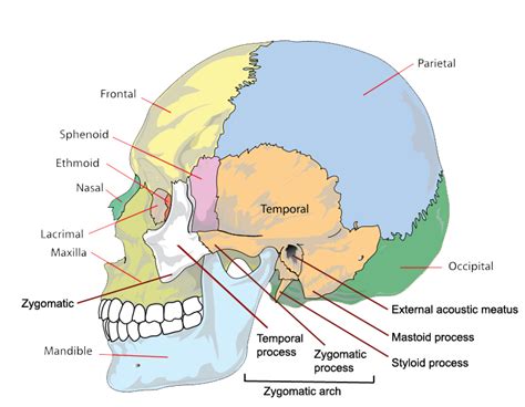 Unlabeled Skull Diagram - General Wiring Diagram