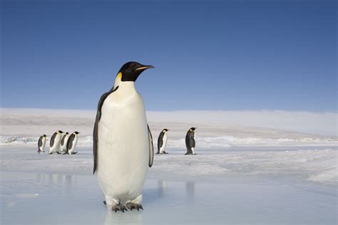 10 Incredible Animals That Live in Antarctica