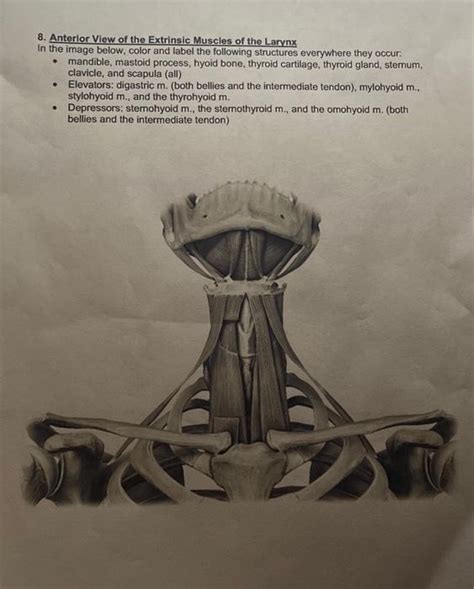 Solved 8. Anterior View of the Extrinsic Muscles of the | Chegg.com