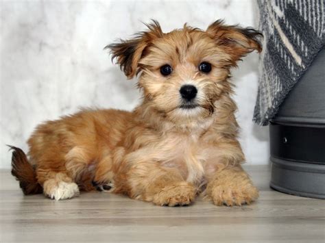 Morkie-DOG-Female-Brown-3830903-Petland Lewis Center