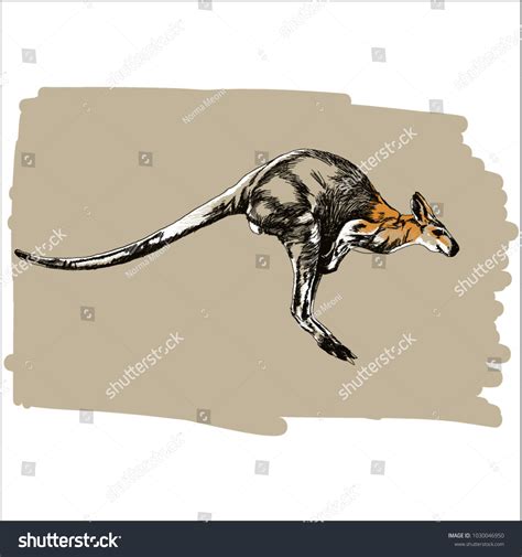 Jumping Kangaroo Hand Drawn Vector Illustration Stock Vector (Royalty ...