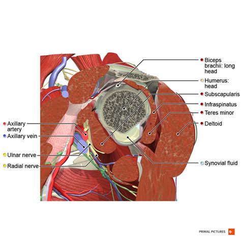 Rotator Cuff - Physiopedia