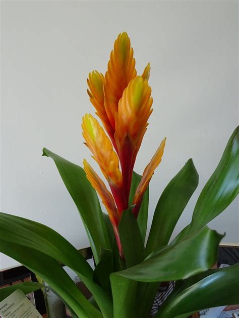 Bromeliad, Vriesea and Guzmania | Gardeners Tips