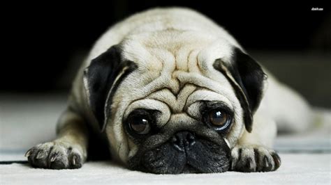 Pug Puppies Wallpaper (61+ images)