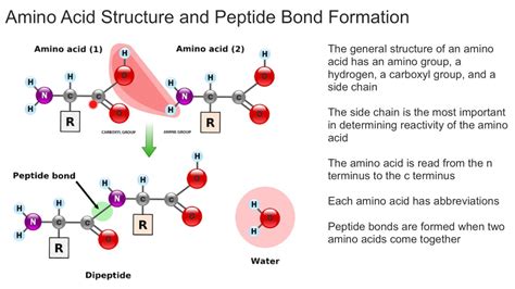 Amino Acid Structure and Peptide Bond Formation - YouTube