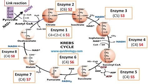 Krebs Cycle Diagram With Enzymes