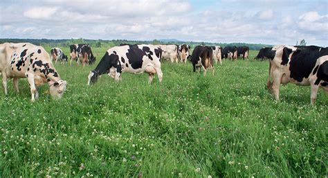 Dairy cows on pasture: myths versus facts - Lactanet