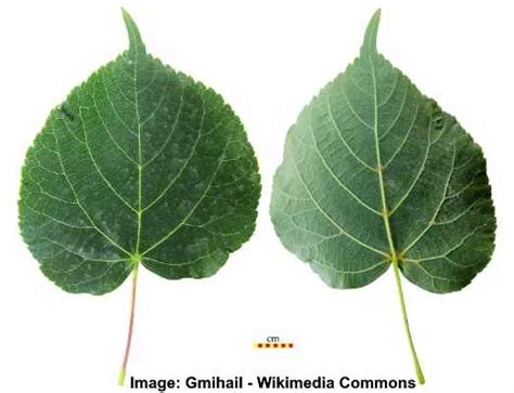 Linden Trees: Types, Leaves, Flowers, Bark - Identification (with ...