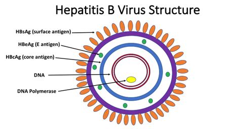 Hepatitis B Virus : Hepatitis B Virus Infection Nejm : Some people with ...