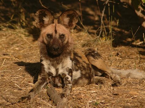 Unusual approach may offer hope for endangered African wild dog