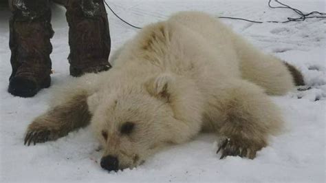 What do grizzly-polar hybrids mean for polar bears? Scientists debate ...