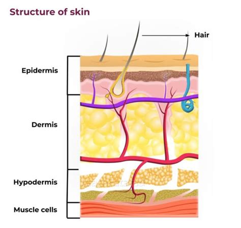 Structure Of Skin | Skin Structure and Function - Textbook simplified ...