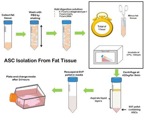 Adipose-derived stem cell (ASC) isolation from fat tissue | Download ...