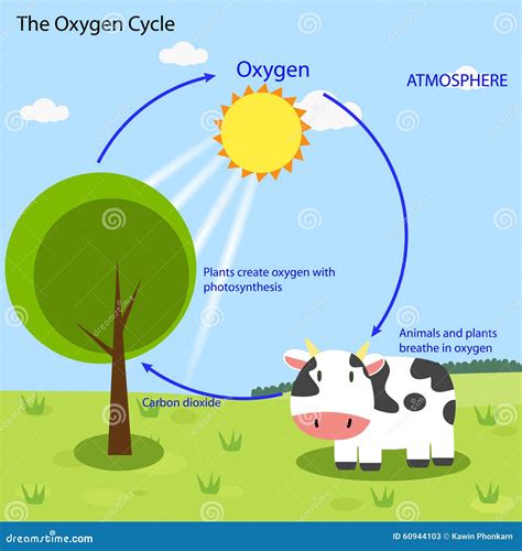 33 Carbon Oxygen Cycle Worksheet - support worksheet