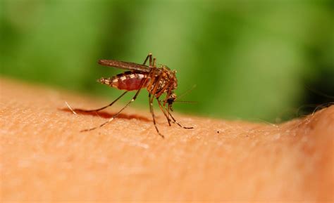 5 Plantas Fáciles De Cultivar Repelentes De Mosquitos