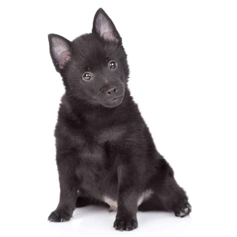 Schipperke Puppies For Sale • Adopt Your Puppy Today • Infinity Pups