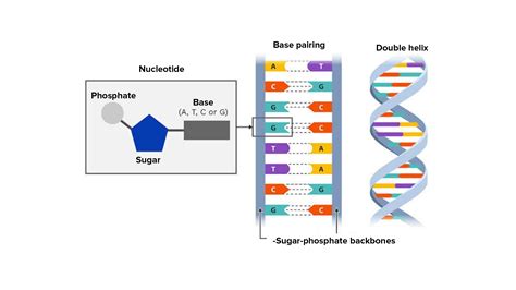 Why is DNA Referred to as a double helix?