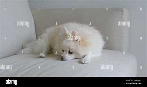 White pomeranian sleep on sofa Stock Photo - Alamy