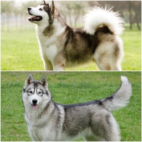 Malamute Size Compared To Husky