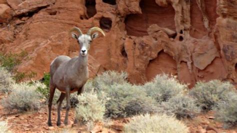 Red Rock Canyon Wildlife | Southwest Explorers