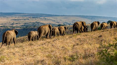 Elephants On Seasonal Migration Stock Photo - Download Image Now - iStock