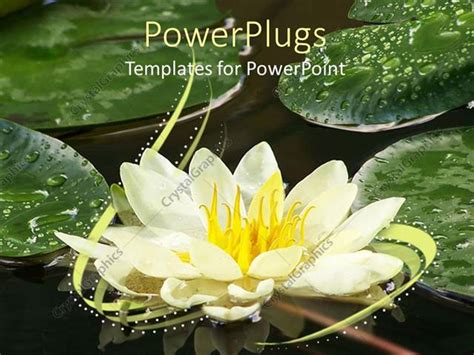 PowerPoint Template: White water lily in full bloom with dewy leaves ...