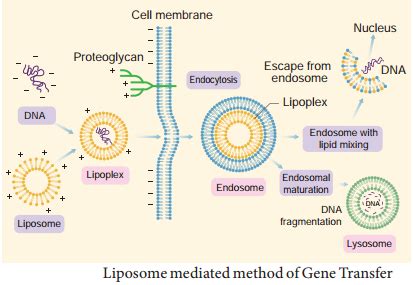 Methods Of Gene Transfer