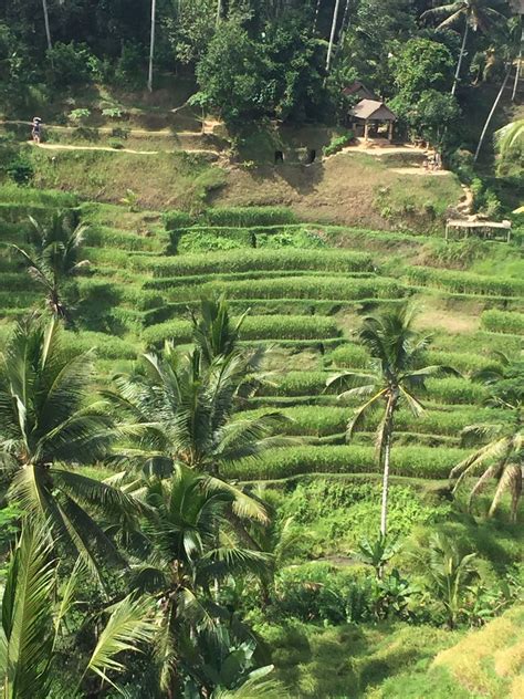 Rice terraces Bali, Ubud | Ubud, Rice terraces, Outdoor