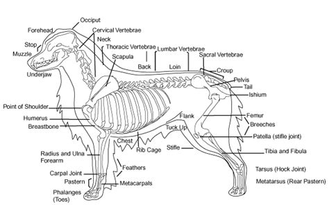 Skeleton of Dog, skeleton function of dog, The basic skeleton Remarks ...