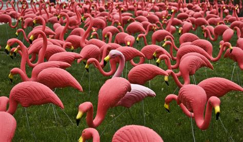 Black Swans and Pink Flamingos: Five Principles for Force Design