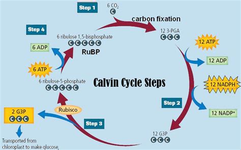 Everything You Need to Know About the Calvin Cycle - BIOLOGY JUNCTION