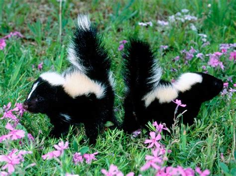 baby skunks | Baby skunks, Animals beautiful, Animal pictures