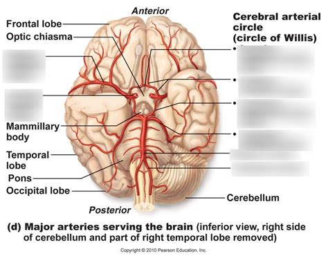 Arteries of the Head (Circle of Willis) Diagram | Quizlet