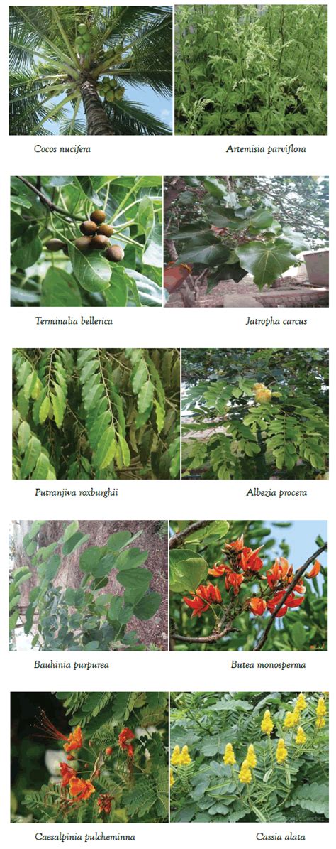 Documentation of Major Medicinal Plants in Sandure of Karnataka,